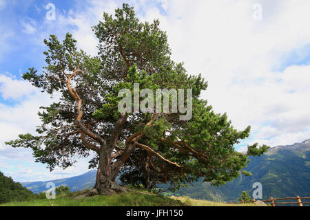 Swiss pine, Pinus cembra, sur la colline Banque D'Images