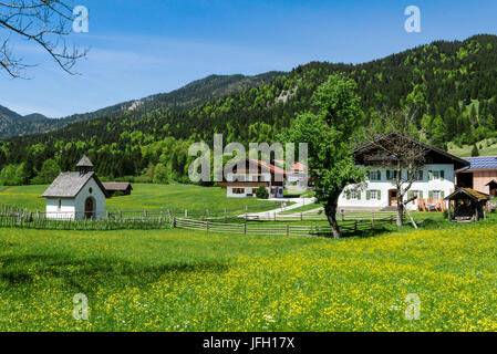 Floraison jaune printemps prairie et forêt mixte autour de Werdenfels, Gerold, Haute-Bavière Banque D'Images