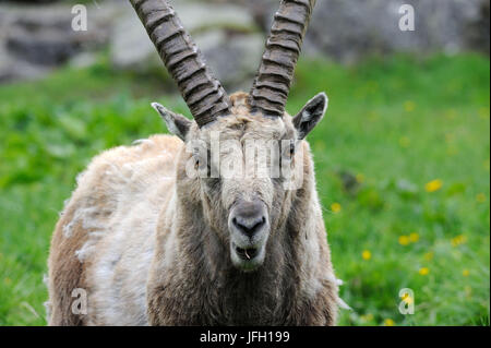 Capricorne, Capra ibex, portrait, Banque D'Images