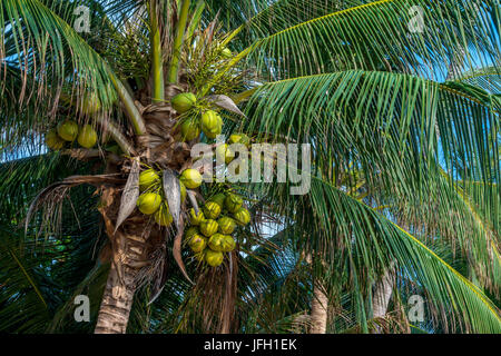 Coco dans un cocotier (Cocos nucifera), Coral Cove Beach, Ko Samui, Thaïlande, Asie Banque D'Images