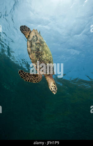 Écaille de tortue, Eretmochelys imbricata, Raja Ampat, Papouasie occidentale, en Indonésie Banque D'Images