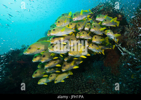 Golden Dream, rubberlip bande Plectorhinchus polytaenia, Raja Ampat, Papouasie occidentale, en Indonésie Banque D'Images