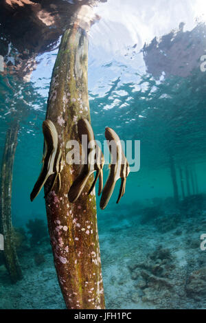 La longue fin bat le poisson en vertu de l'Aborek Jetty, platax teira, Raja Ampat, Papouasie occidentale, en Indonésie Banque D'Images