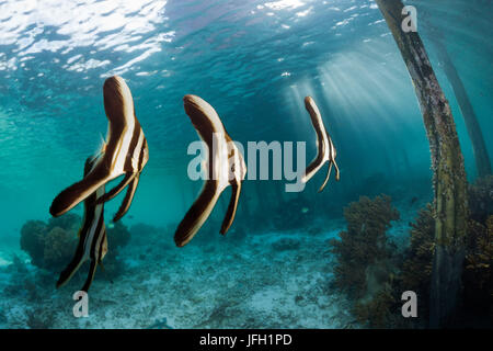 La longue fin bat le poisson en vertu de l'Aborek Jetty, platax teira, Raja Ampat, Papouasie occidentale, en Indonésie Banque D'Images