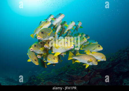 Golden Dream, rubberlip bande Plectorhinchus polytaenia, Raja Ampat, Papouasie occidentale, en Indonésie Banque D'Images