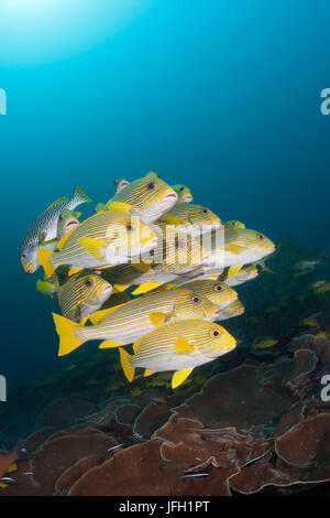 Golden Dream, rubberlip bande Plectorhinchus polytaenia, Raja Ampat, Papouasie occidentale, en Indonésie Banque D'Images