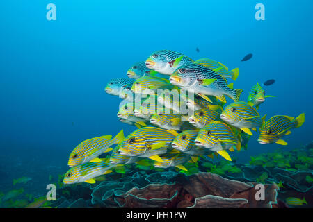 Golden Dream, rubberlip bande Plectorhinchus polytaenia, Raja Ampat, Papouasie occidentale, en Indonésie Banque D'Images