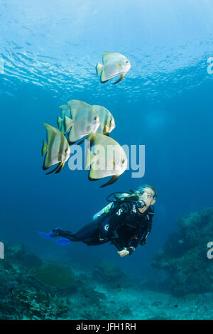 Diver et long fin bat fish, platax teira, Raja Ampat, Papouasie occidentale, en Indonésie Banque D'Images