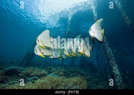 Fin Long Aborek sous poisson chauve-souris jetée, platax teira, Raja Ampat, Papouasie occidentale, en Indonésie Banque D'Images