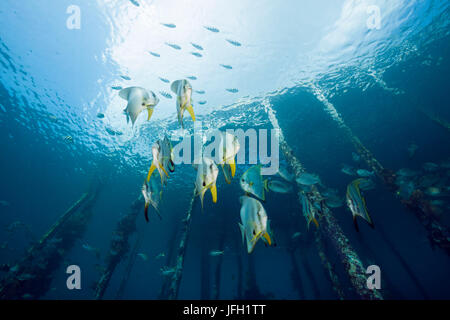 Fin Long Aborek sous poisson chauve-souris jetée, platax teira, Raja Ampat, Papouasie occidentale, en Indonésie Banque D'Images