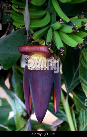 Banane (Musa paradisiaca var. sapientum) Banque D'Images