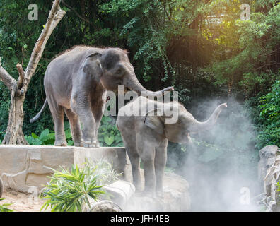 Deux jeunes éléphants jouant Banque D'Images