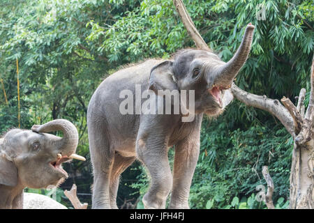 Deux jeunes éléphants jouant Banque D'Images