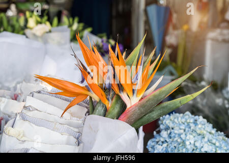 Strelitzia reginae fleur(oiseau du paradis, crane fleur). Banque D'Images