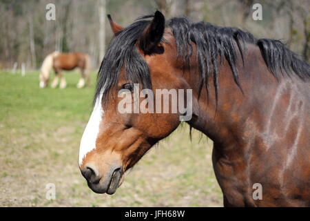 Cheval brun Banque D'Images