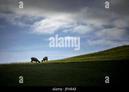 Deux moutons dans un pré vert Banque D'Images