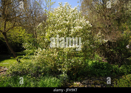 L'Amelanchier ovalis, Snowy Mespilus Banque D'Images