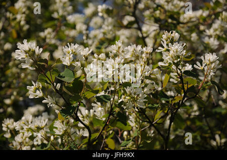 L'Amelanchier ovalis, Snowy Mespilus Banque D'Images