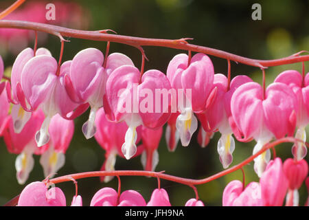 Dicentra spectabilis, le Cœur Banque D'Images