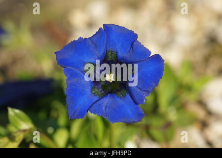 Gentiane acaule (Gentiana acaulis, Banque D'Images