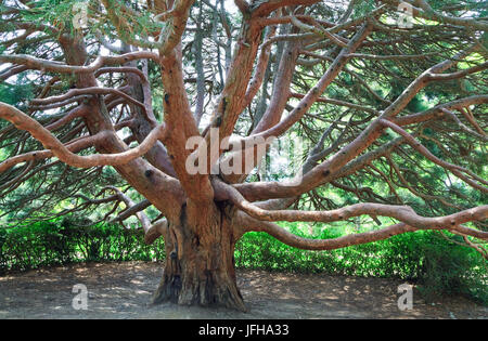 Arbutus andrachne rouge evergreen tree (Crimée, Ukraine) Banque D'Images