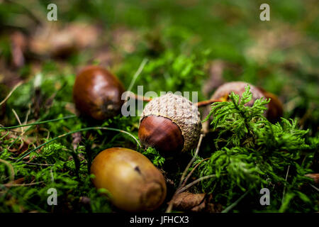 Acorn allongé sur vert mousse Banque D'Images