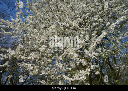 Prunus cerasifera, Cherry Plum Banque D'Images