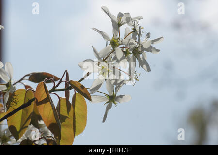 L'Amelanchier canadensis, Shadbush Banque D'Images