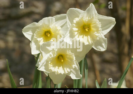 Narcissus x incomparabilis, Nonesuch Daffodil Banque D'Images