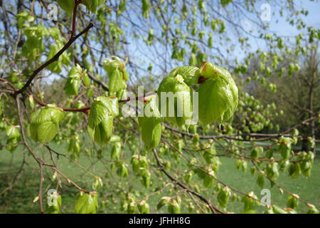 Tilia x europaea, European Lime Banque D'Images