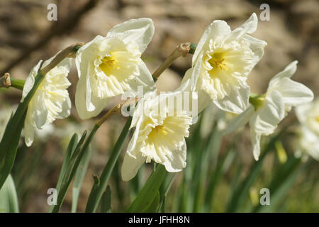 Narcissus x incomparabilis, Nonesuch Daffodil Banque D'Images