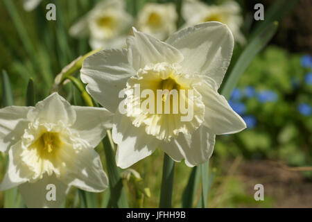 Narcissus x incomparabilis, Nonesuch Daffodil Banque D'Images