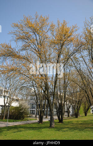 Acer saccharinum, Erable argenté, feuilles fraîches Banque D'Images