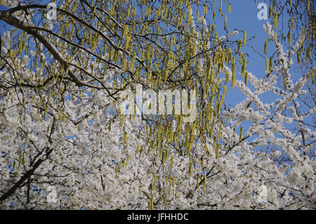 Bouleau blanc Betula pendula, Banque D'Images