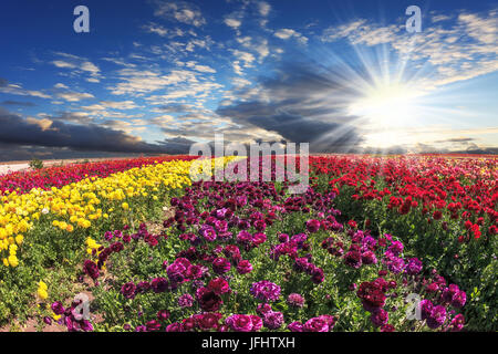 Domaine de rouge, jaune et violet renoncules jardin Banque D'Images