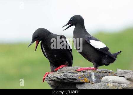 Le Guillemot à miroir (Cepphus grylle) sur l'île de Vigur, une île éloignée de l'Islande Banque D'Images