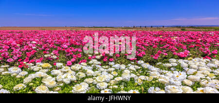 Renoncules fleurs de lilas et blanc couleur Banque D'Images