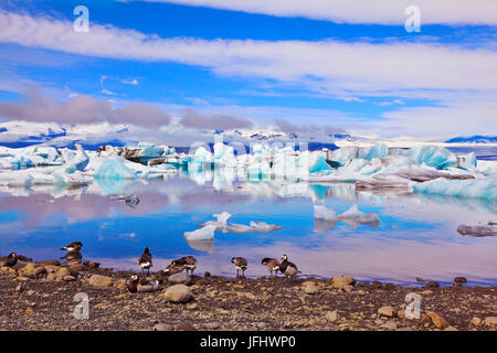 Des blocs de glace flottant dans l'océan, et les oiseaux polaires Banque D'Images