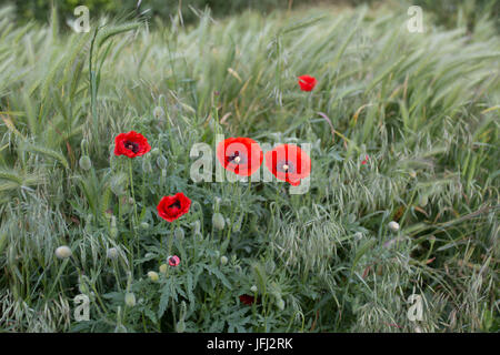 Poppies in grain field Banque D'Images