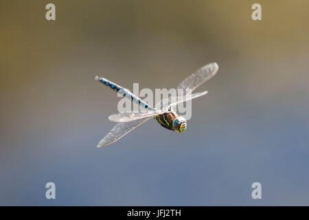 Libellule, vol, vol, Hawker Aeshna juncea commun Banque D'Images
