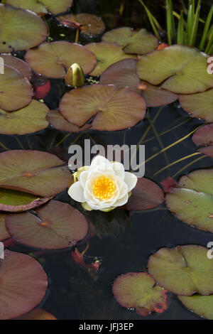 Nymphaea alba. Nénuphar blanc et de fleurs de nénuphars dans un étang. UK Banque D'Images