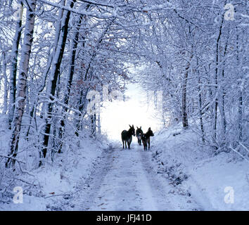 Trois ânes sur le chemin de la forêt couverte de neige Banque D'Images