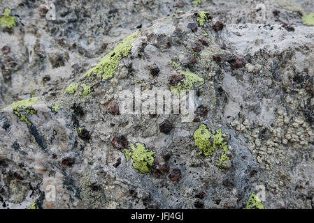 Lichen sur carte et grenats (almandin) dans la pierre de quartz, Seeberkar, Seeber, vallée de l'Ötztal, Tyrol du sud des Alpes Banque D'Images