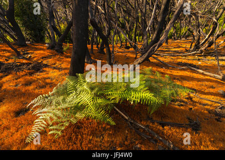 Parc National de Garajonay, Espagne, Canaries, La Gomera Banque D'Images