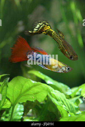 Guppy, Poecilia reticulata, guppy, l'Amérique du Sud Banque D'Images