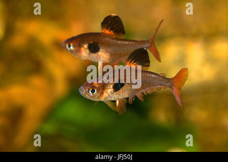 Fantôme rouge, rouge tetra tetra Hyphessobrycon sweglesi, fantôme, Colombie Banque D'Images