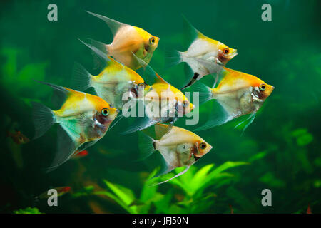 Groupe Skalar Panda dans l'aquarium, Pterophyllum scalare Banque D'Images