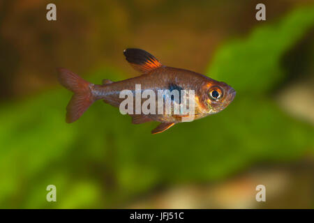 Fantôme rouge, rouge tetra tetra Hyphessobrycon sweglesi, fantôme, Colombie Banque D'Images