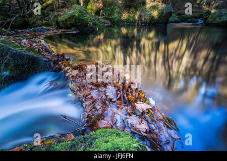 Feuillage d'automne colorés dans un cours d'eau, Close up Banque D'Images