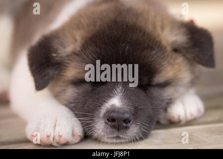 Chiot Akita américain Banque D'Images